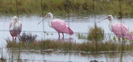 Roseate Spoonbills